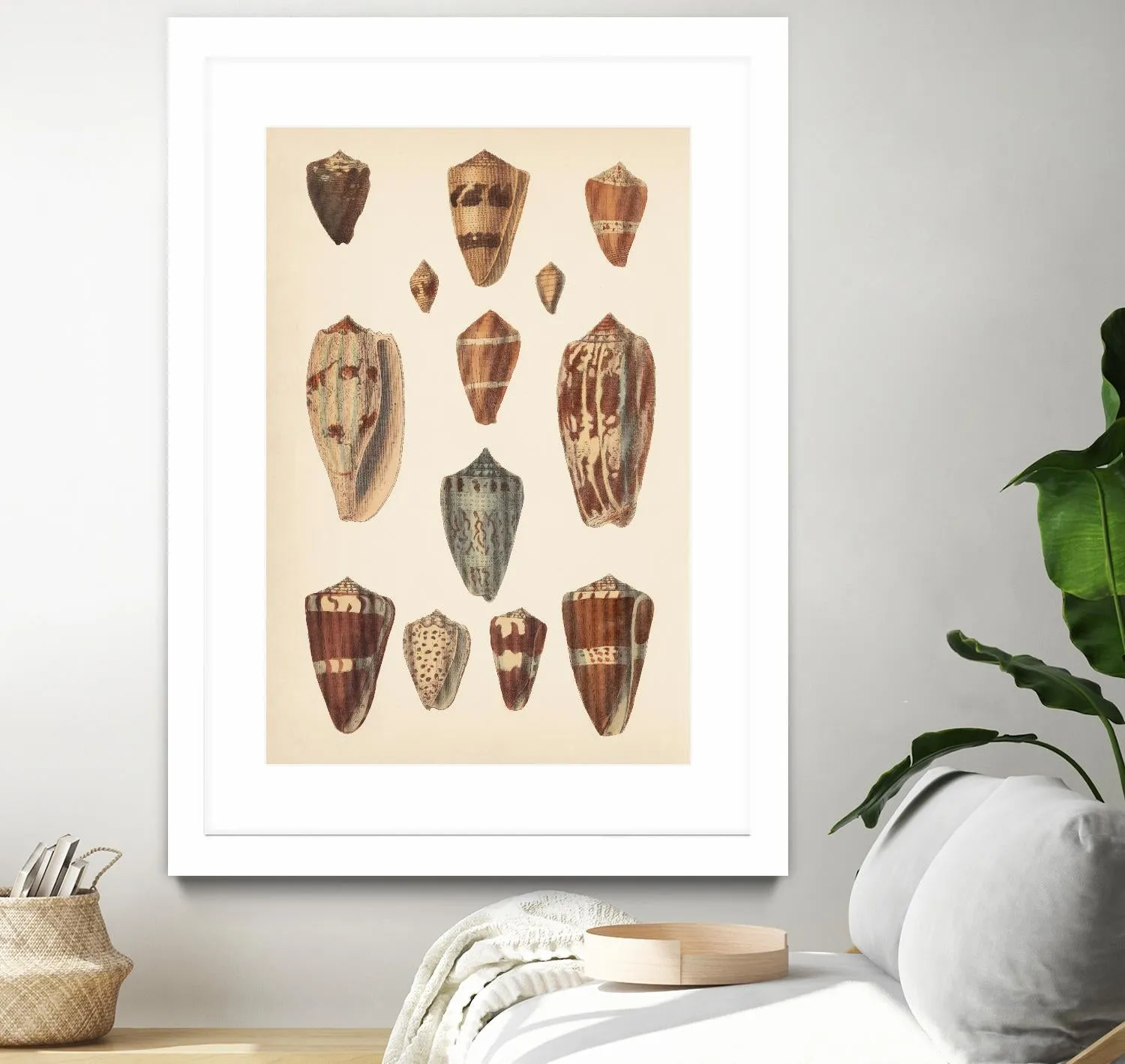 Antique Cone Shells II