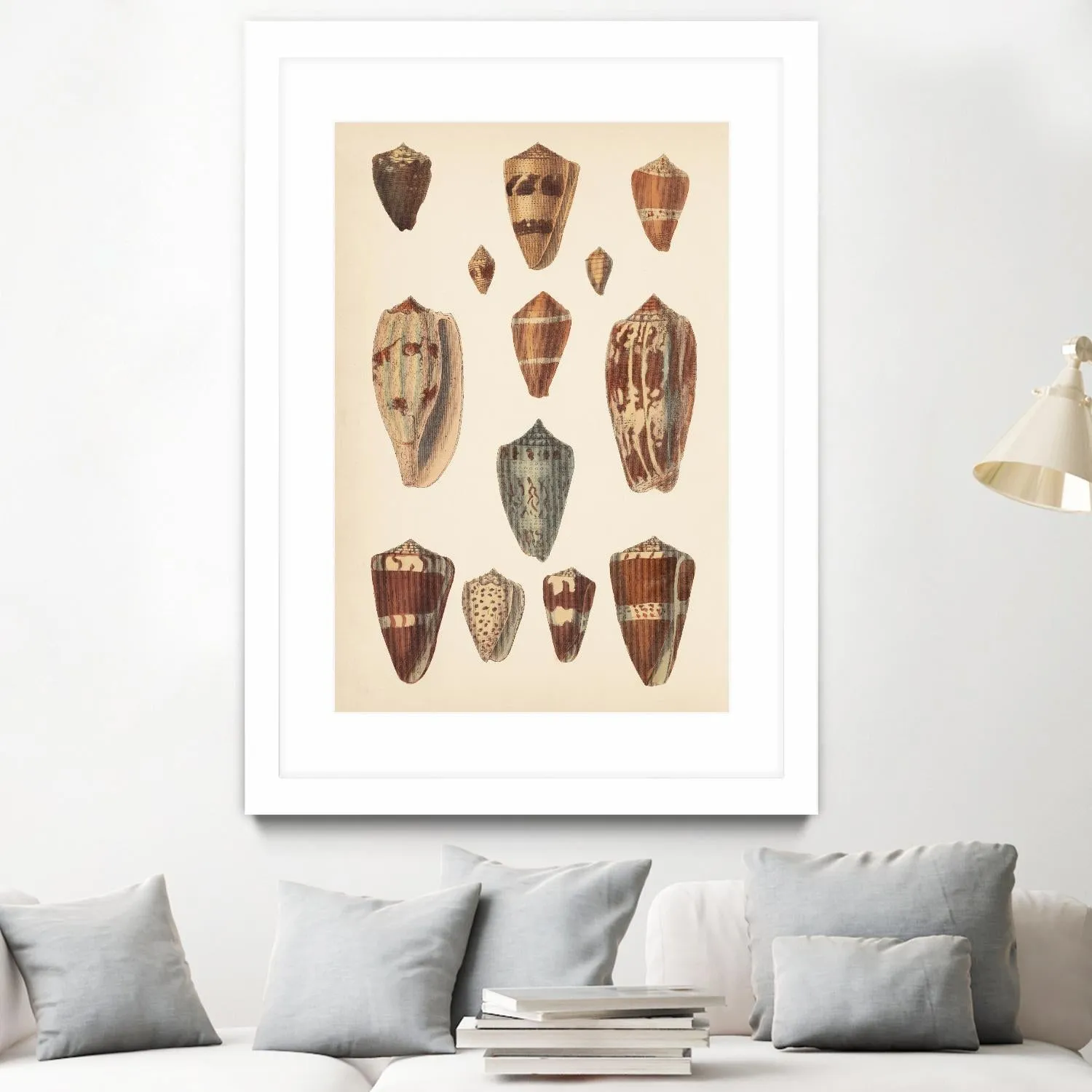 Antique Cone Shells II