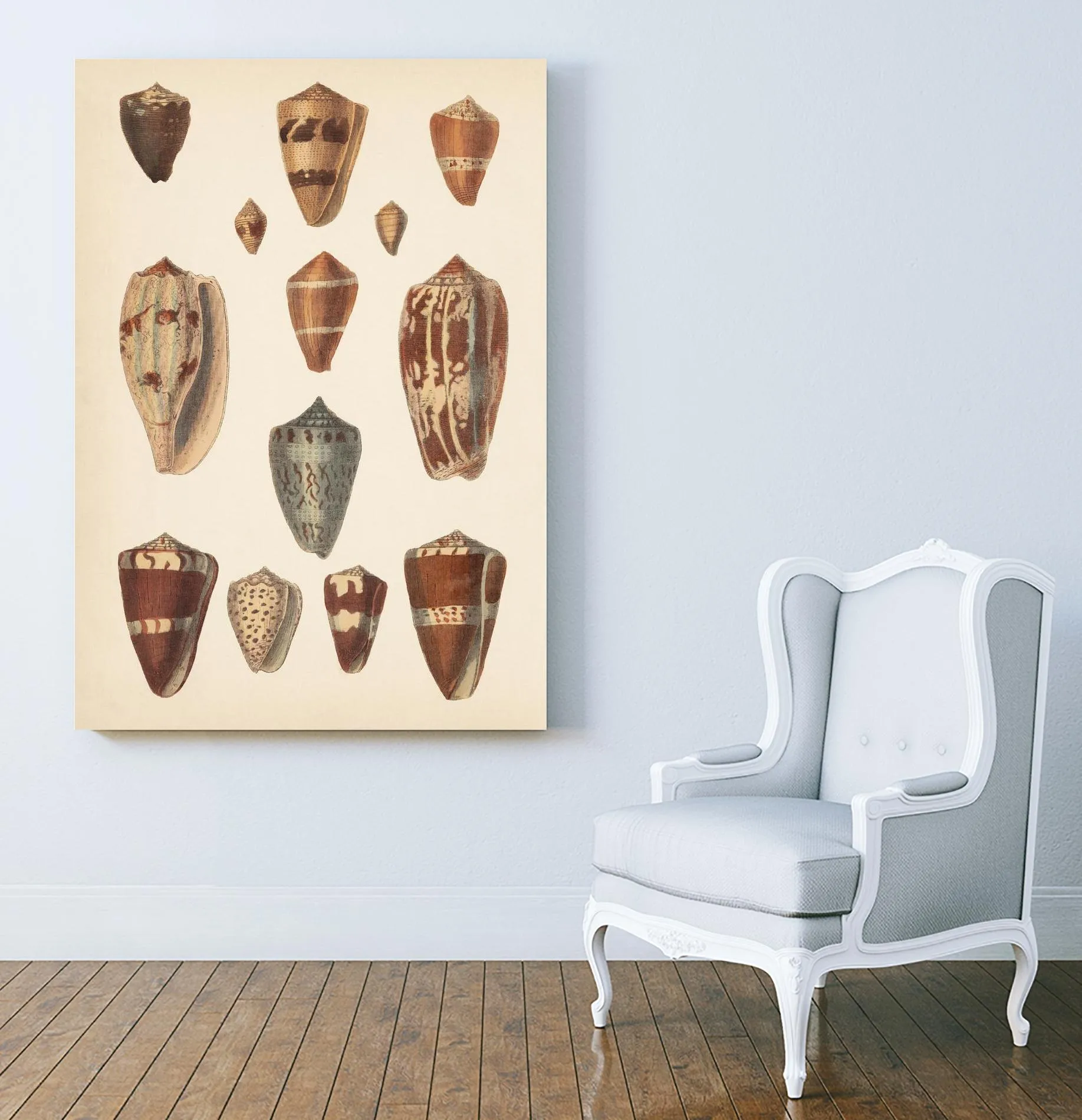 Antique Cone Shells II