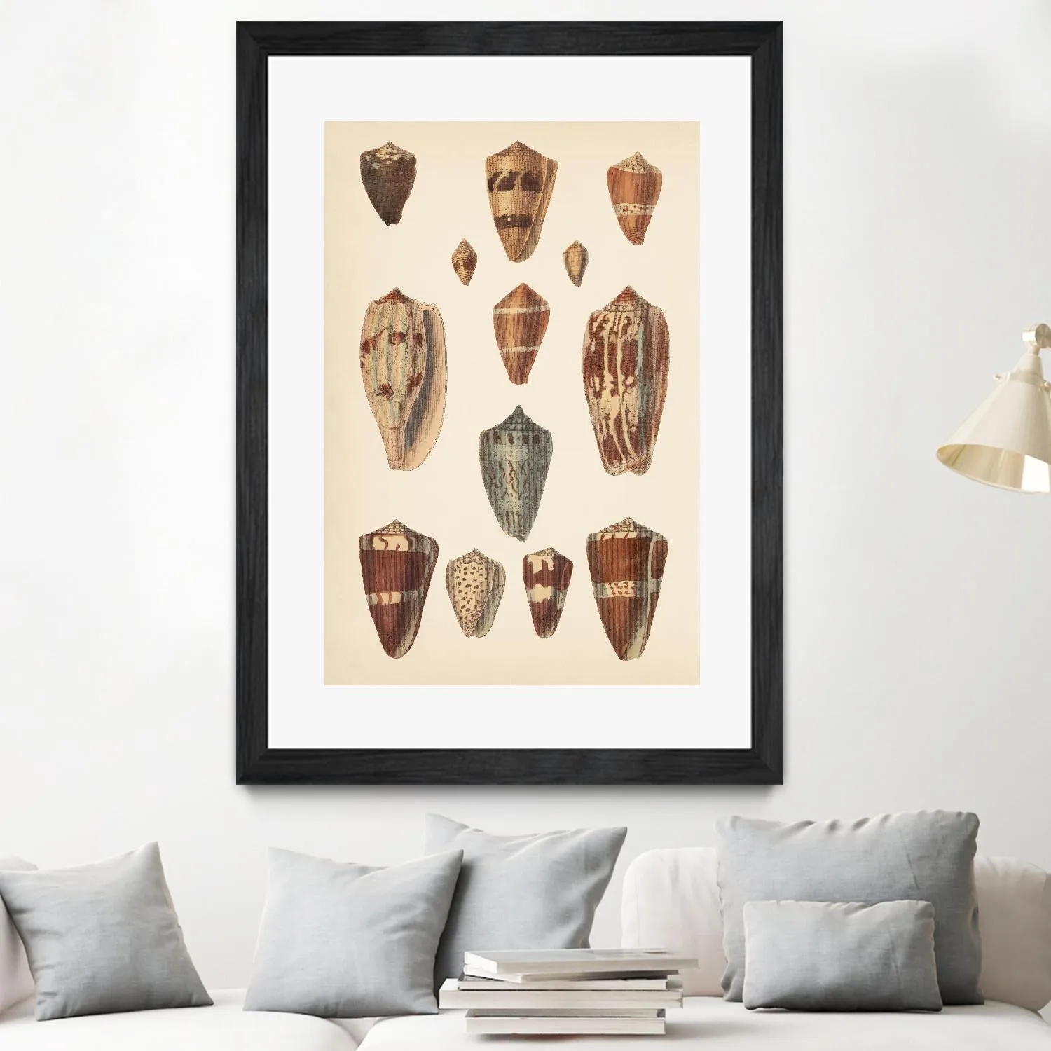 Antique Cone Shells II