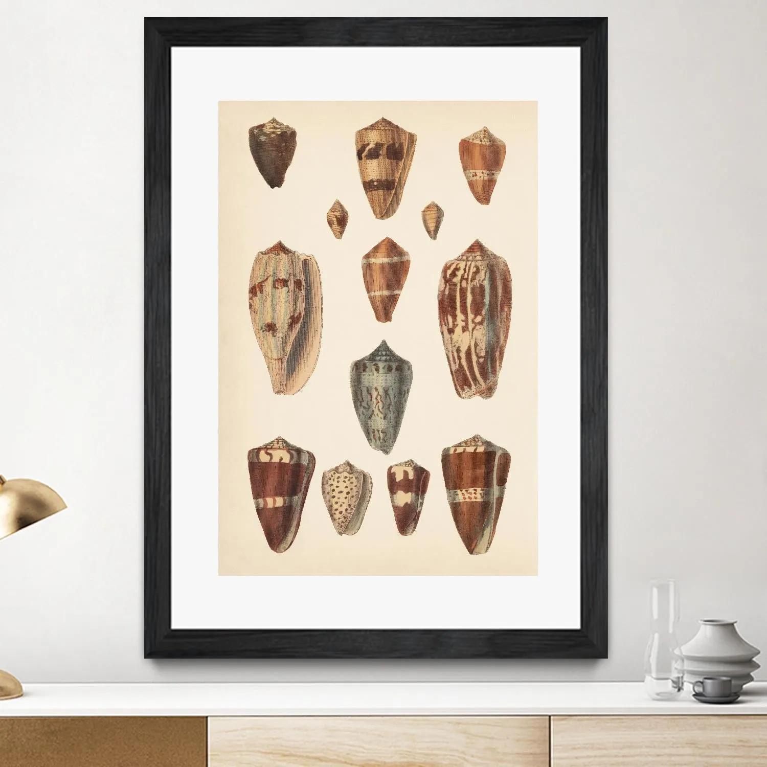 Antique Cone Shells II