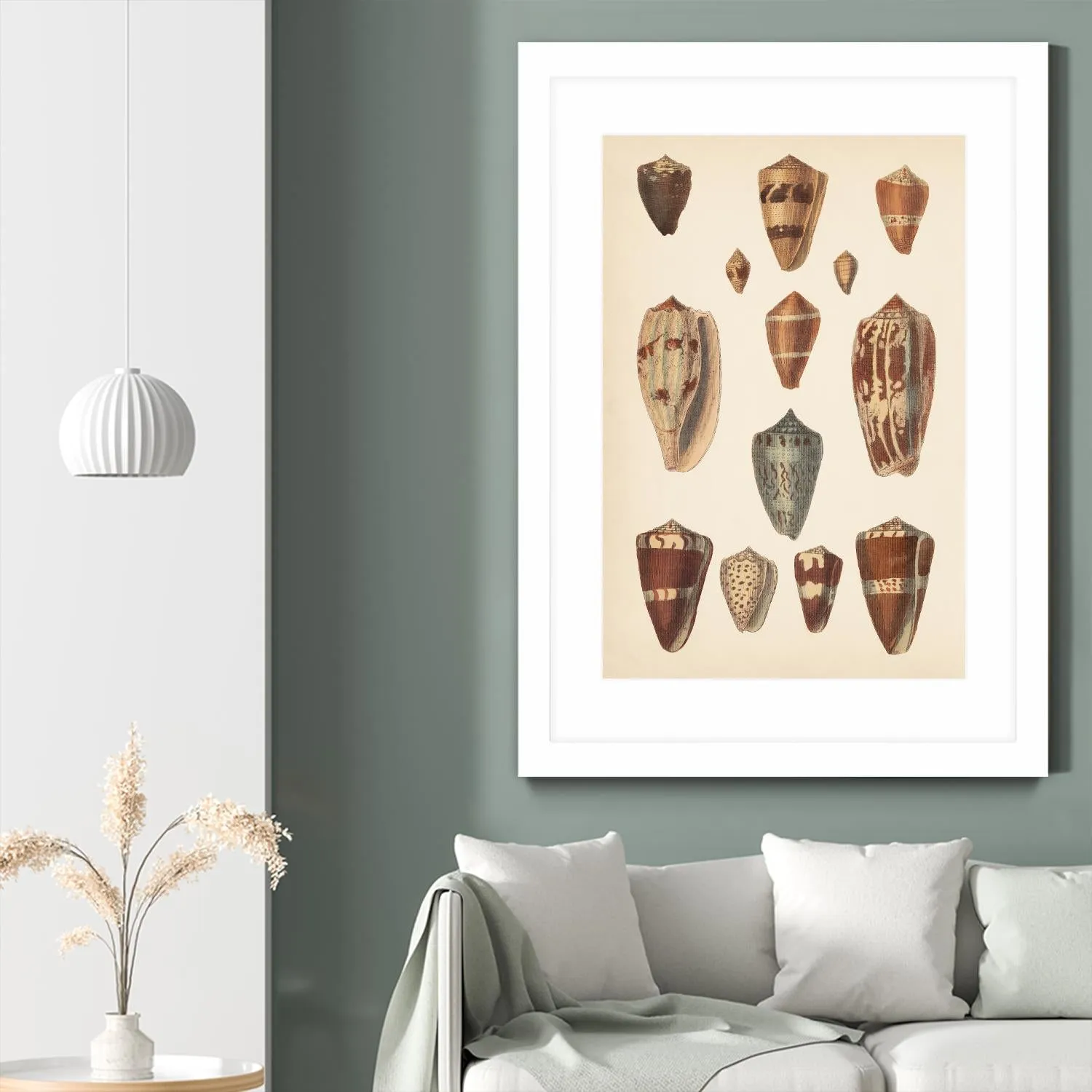 Antique Cone Shells II