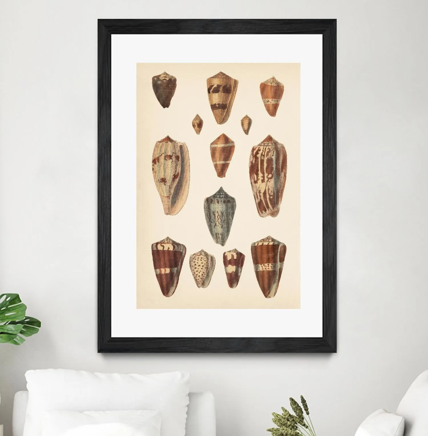 Antique Cone Shells II