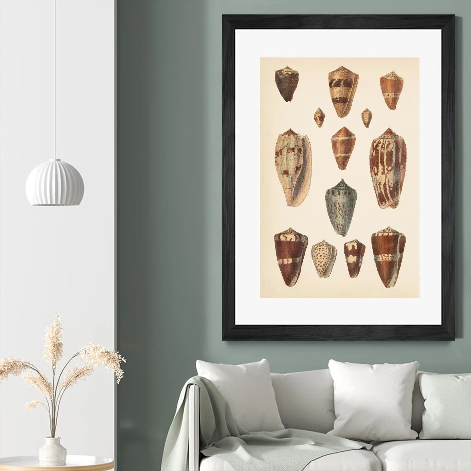 Antique Cone Shells II