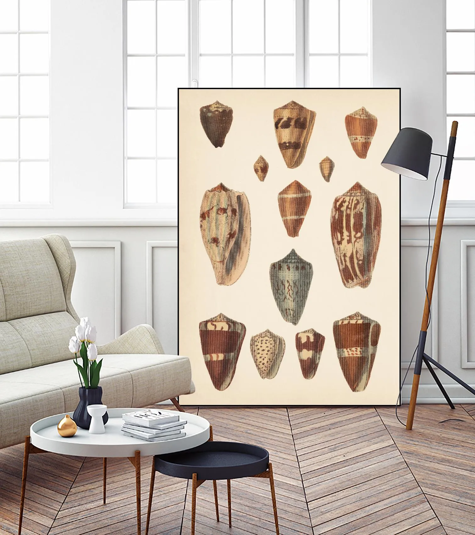 Antique Cone Shells II