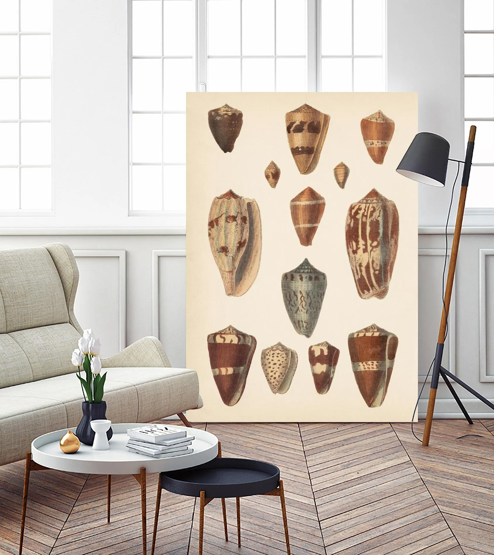 Antique Cone Shells II