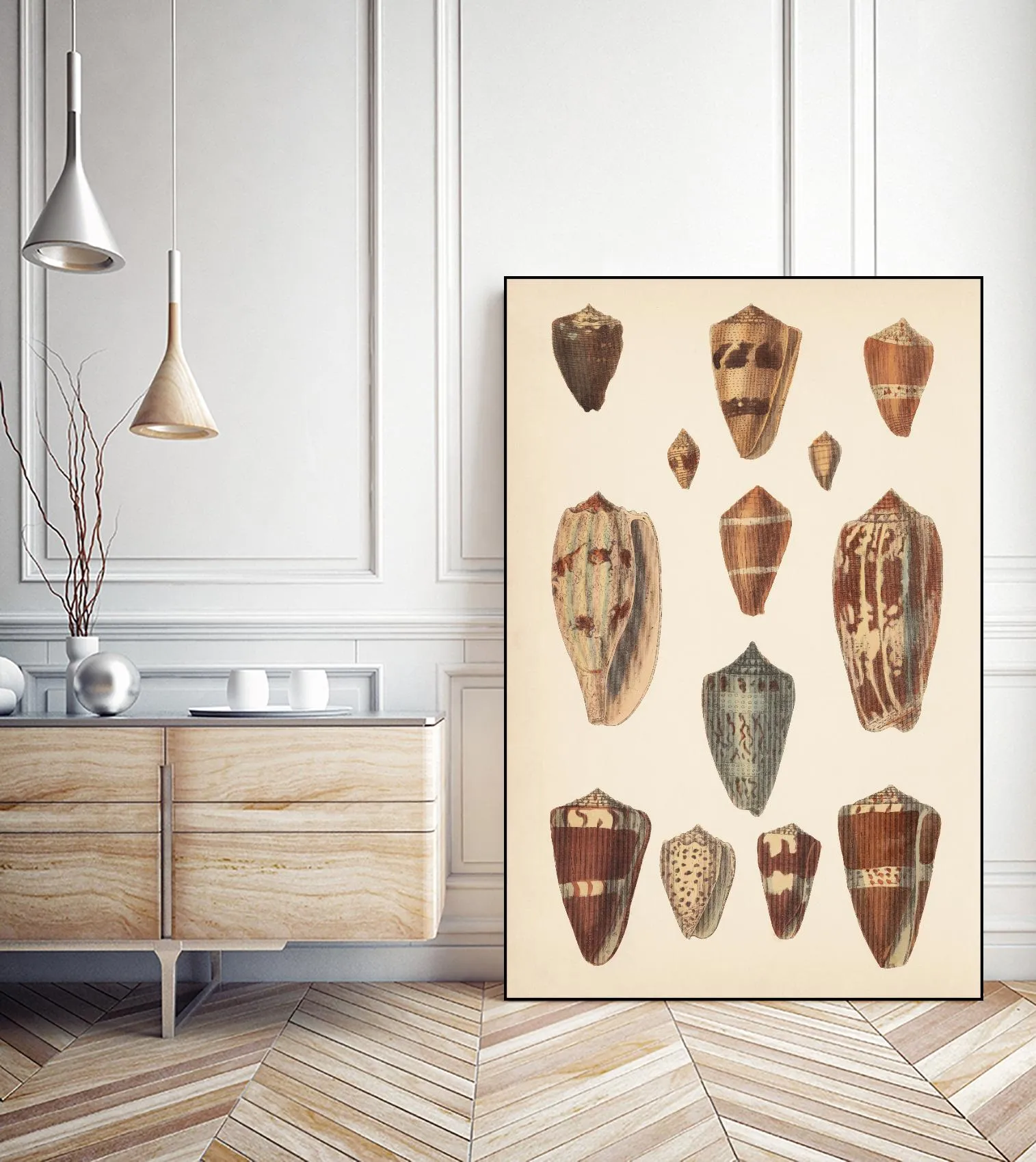 Antique Cone Shells II