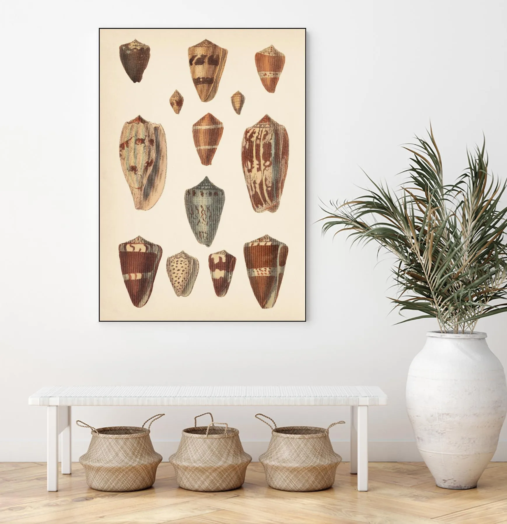 Antique Cone Shells II