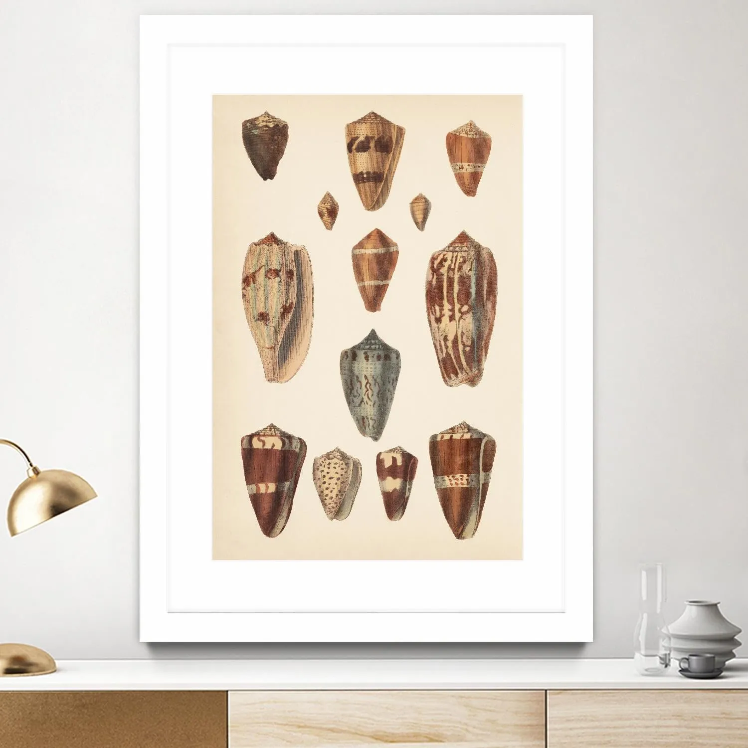 Antique Cone Shells II