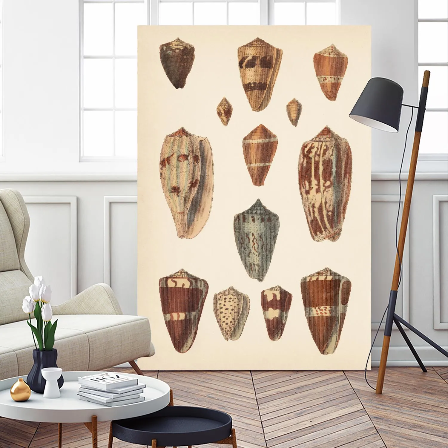 Antique Cone Shells II