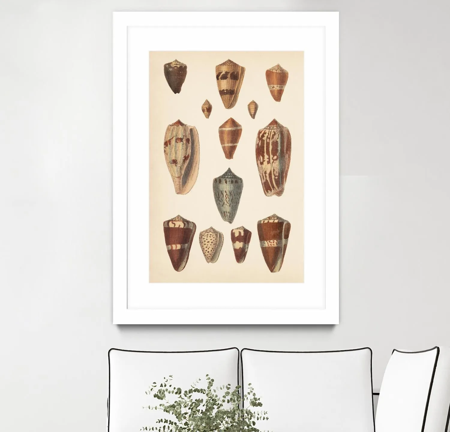 Antique Cone Shells II