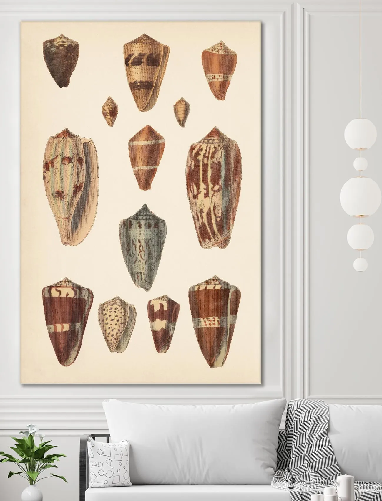 Antique Cone Shells II