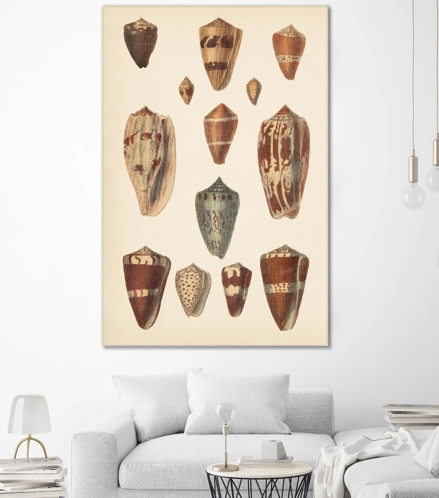 Antique Cone Shells II