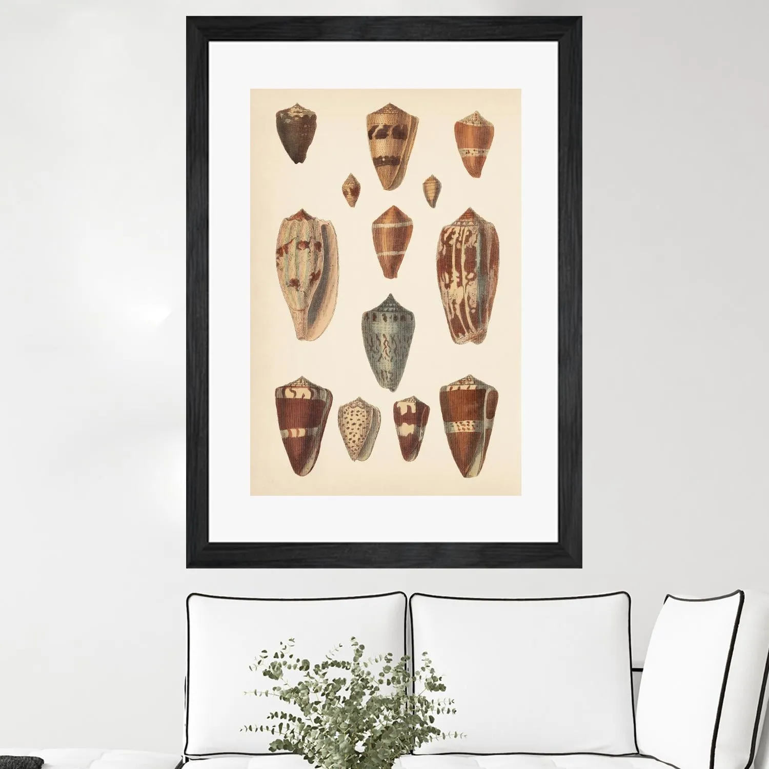 Antique Cone Shells II