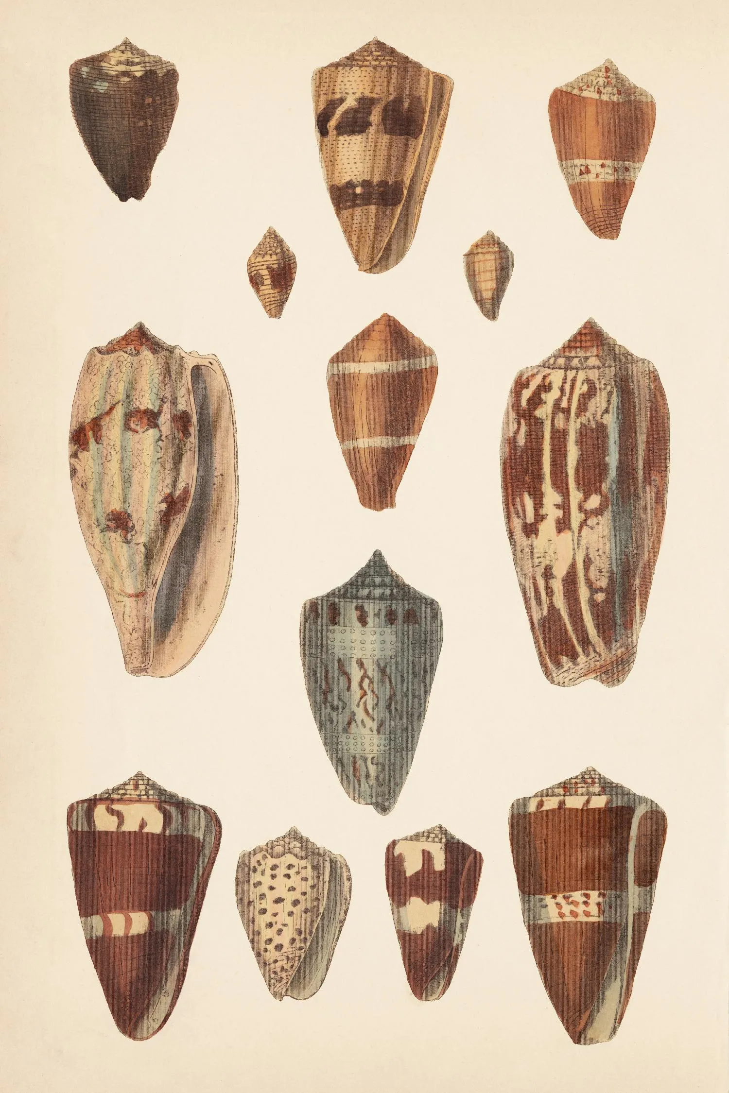 Antique Cone Shells II