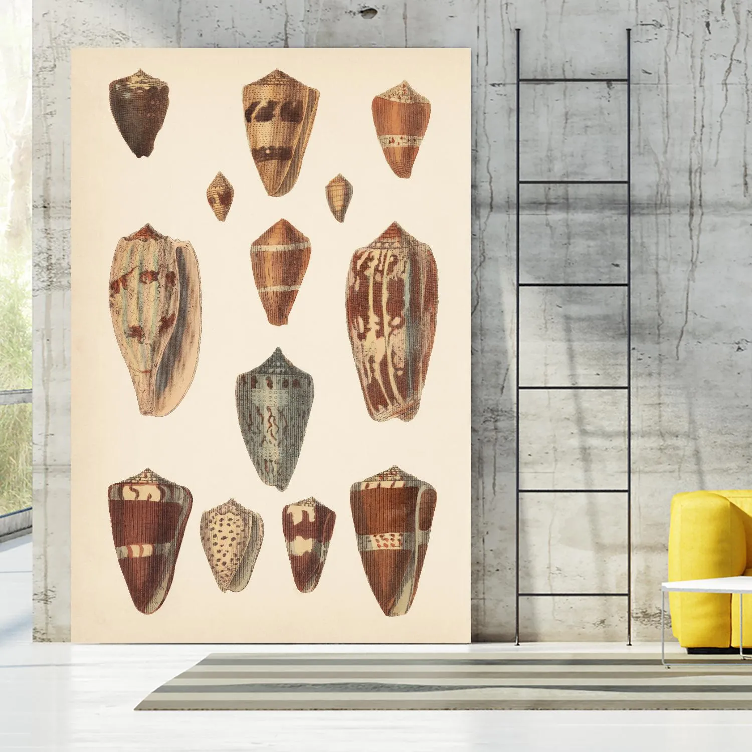 Antique Cone Shells II