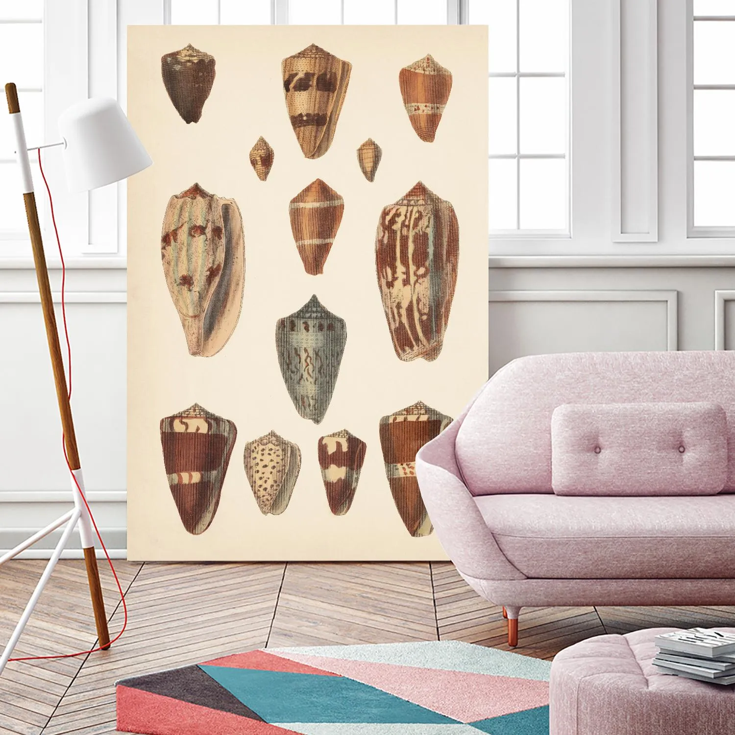 Antique Cone Shells II