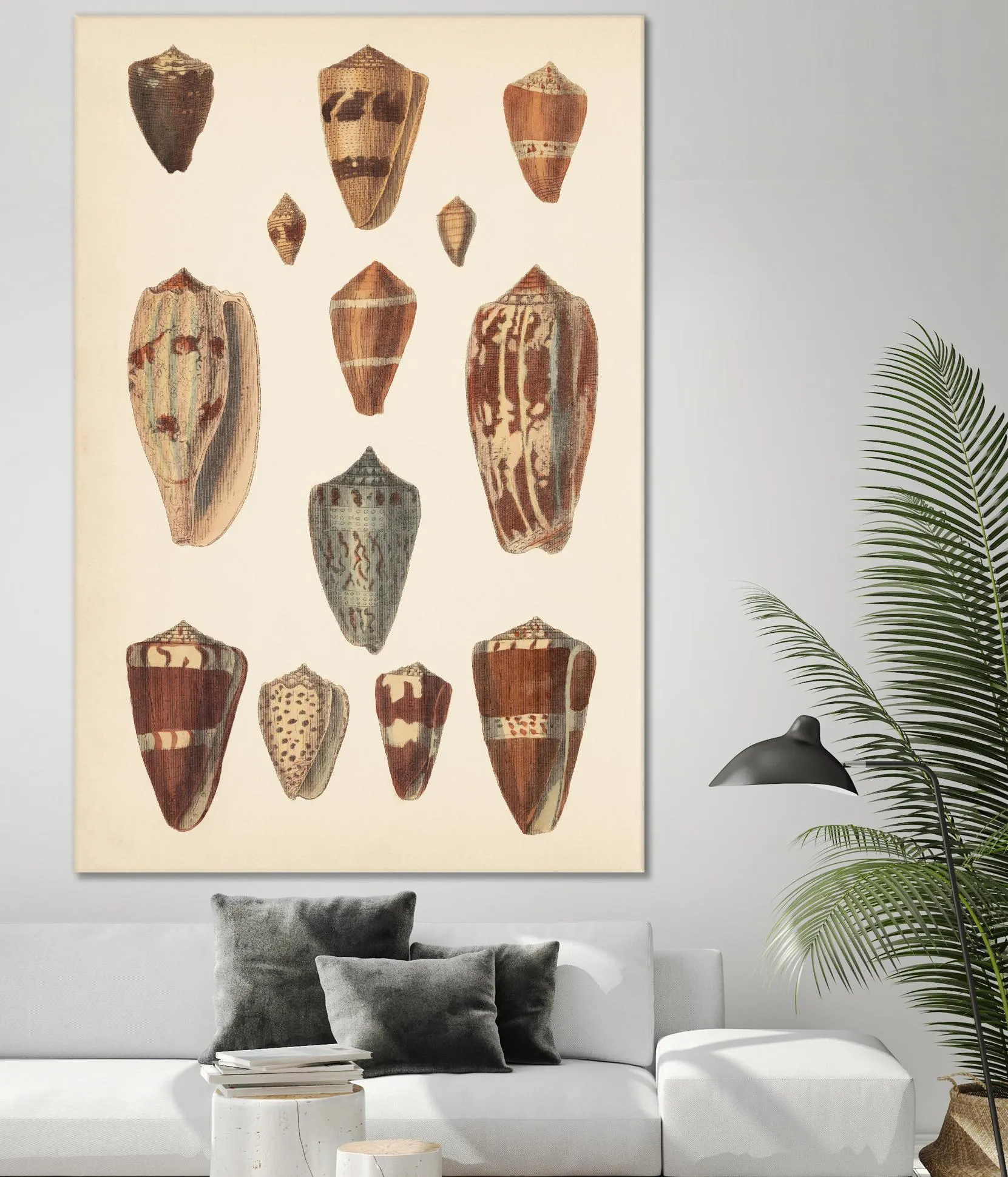 Antique Cone Shells II