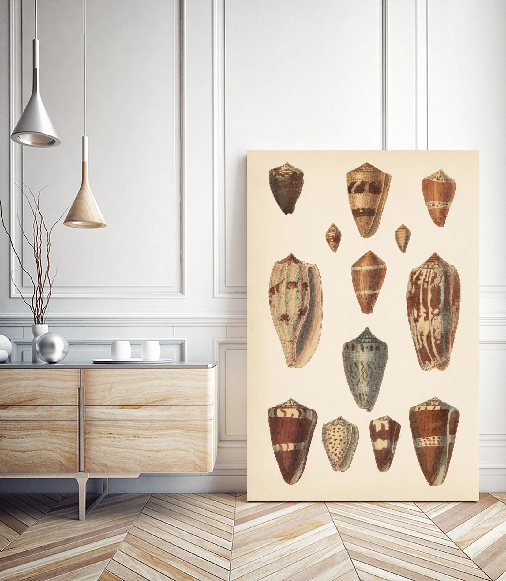 Antique Cone Shells II