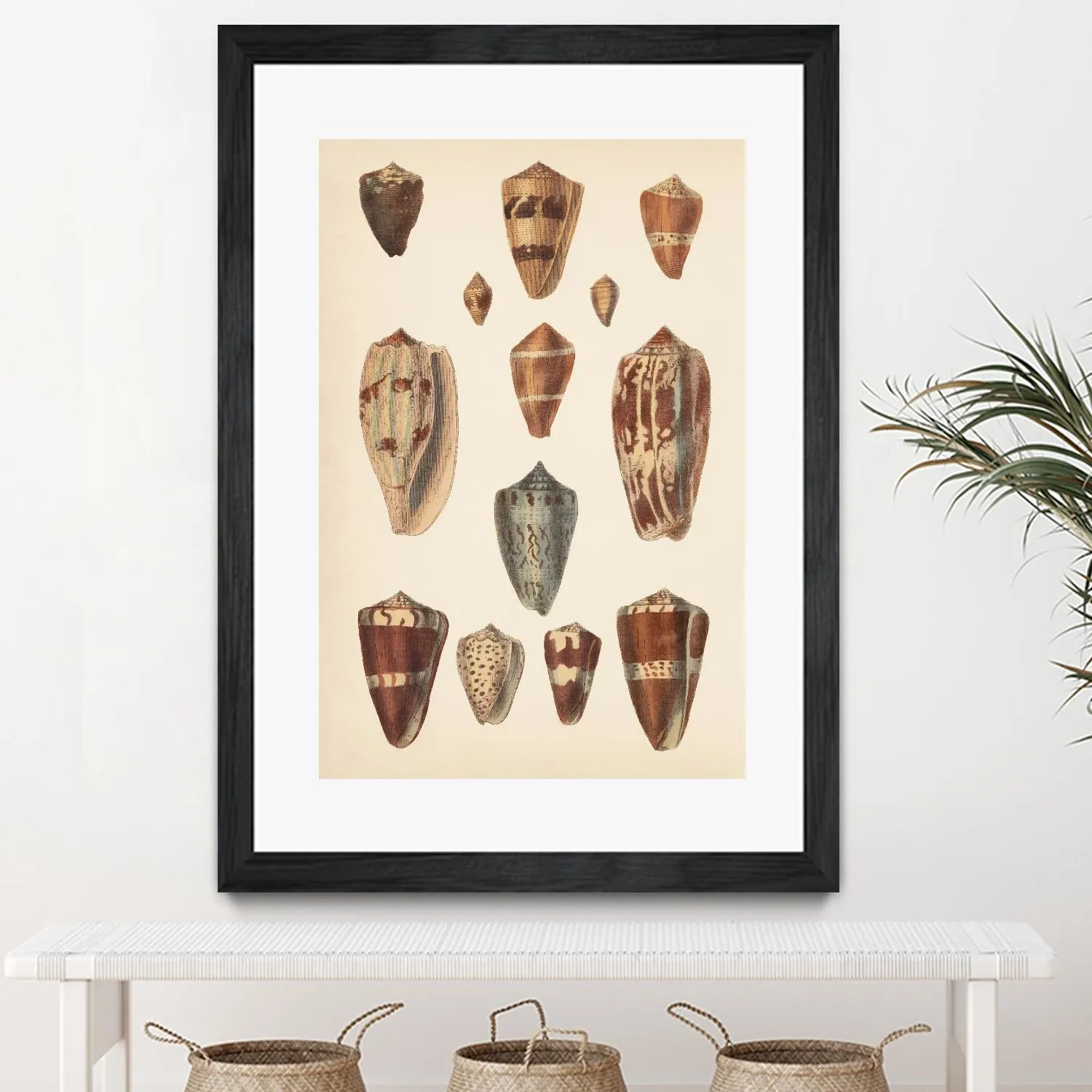 Antique Cone Shells II