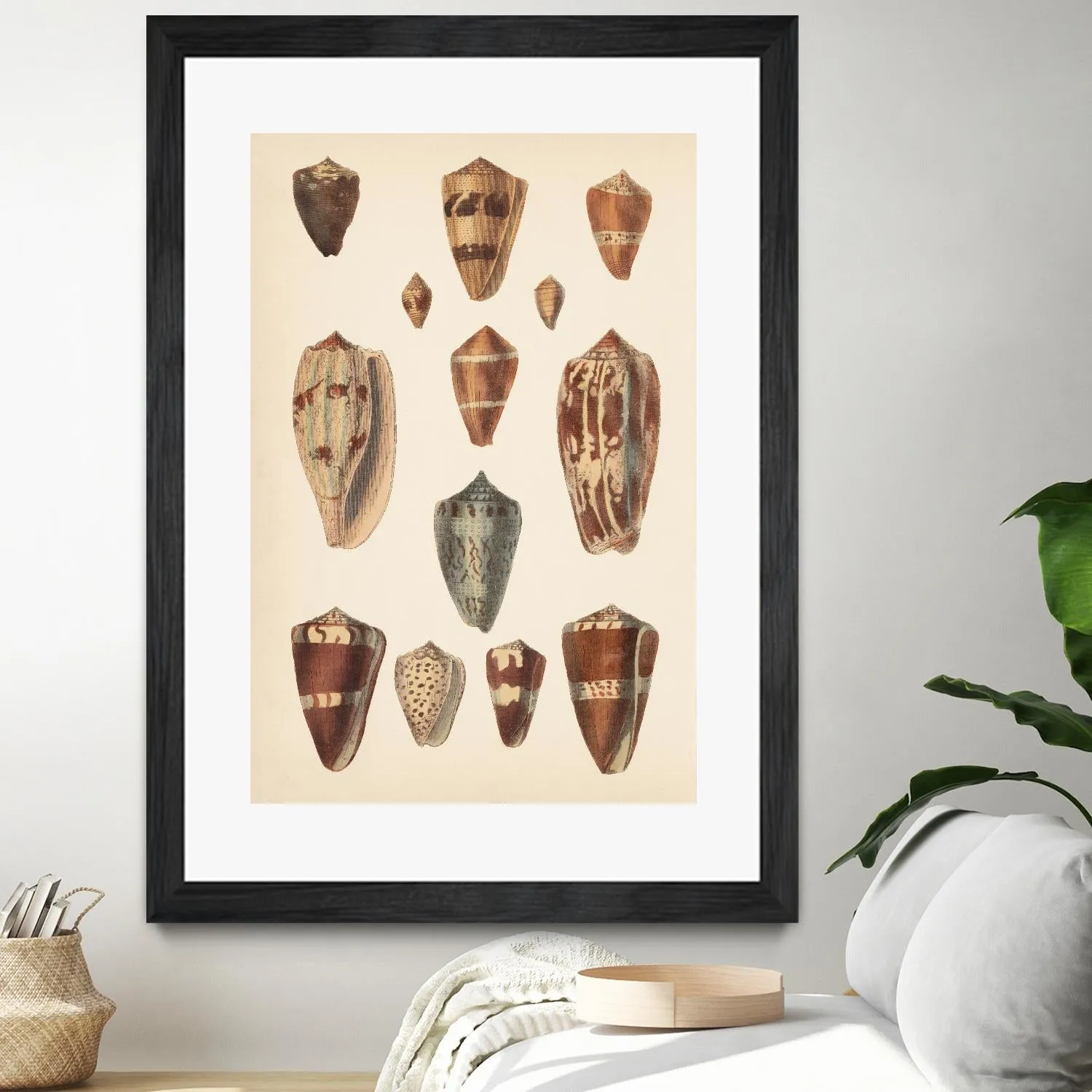 Antique Cone Shells II