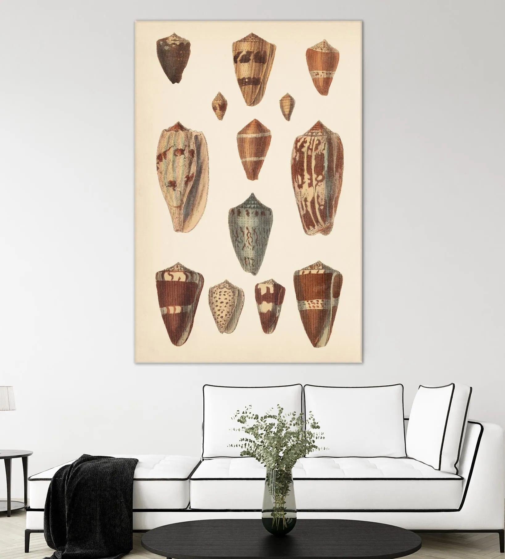 Antique Cone Shells II