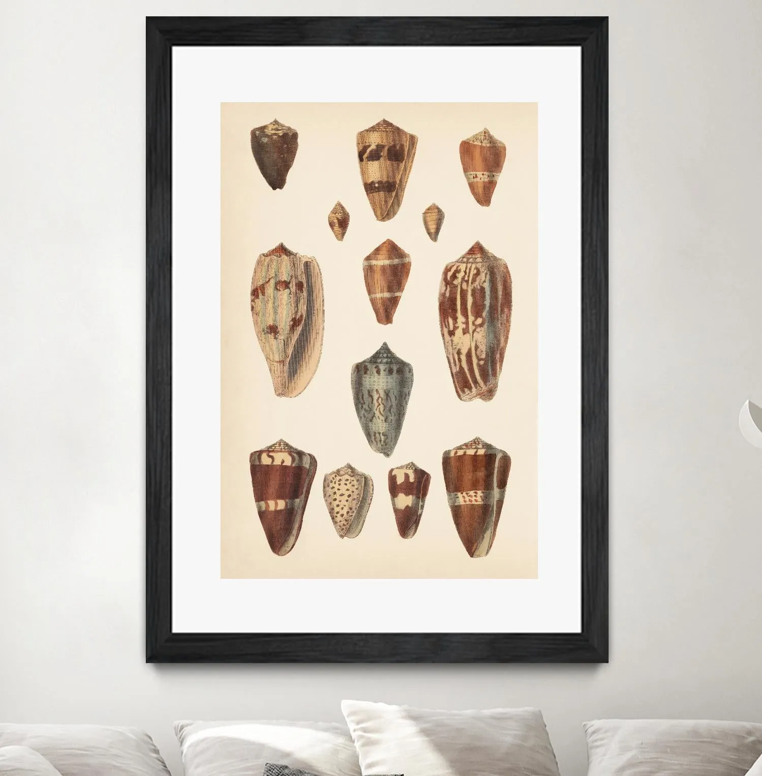 Antique Cone Shells II