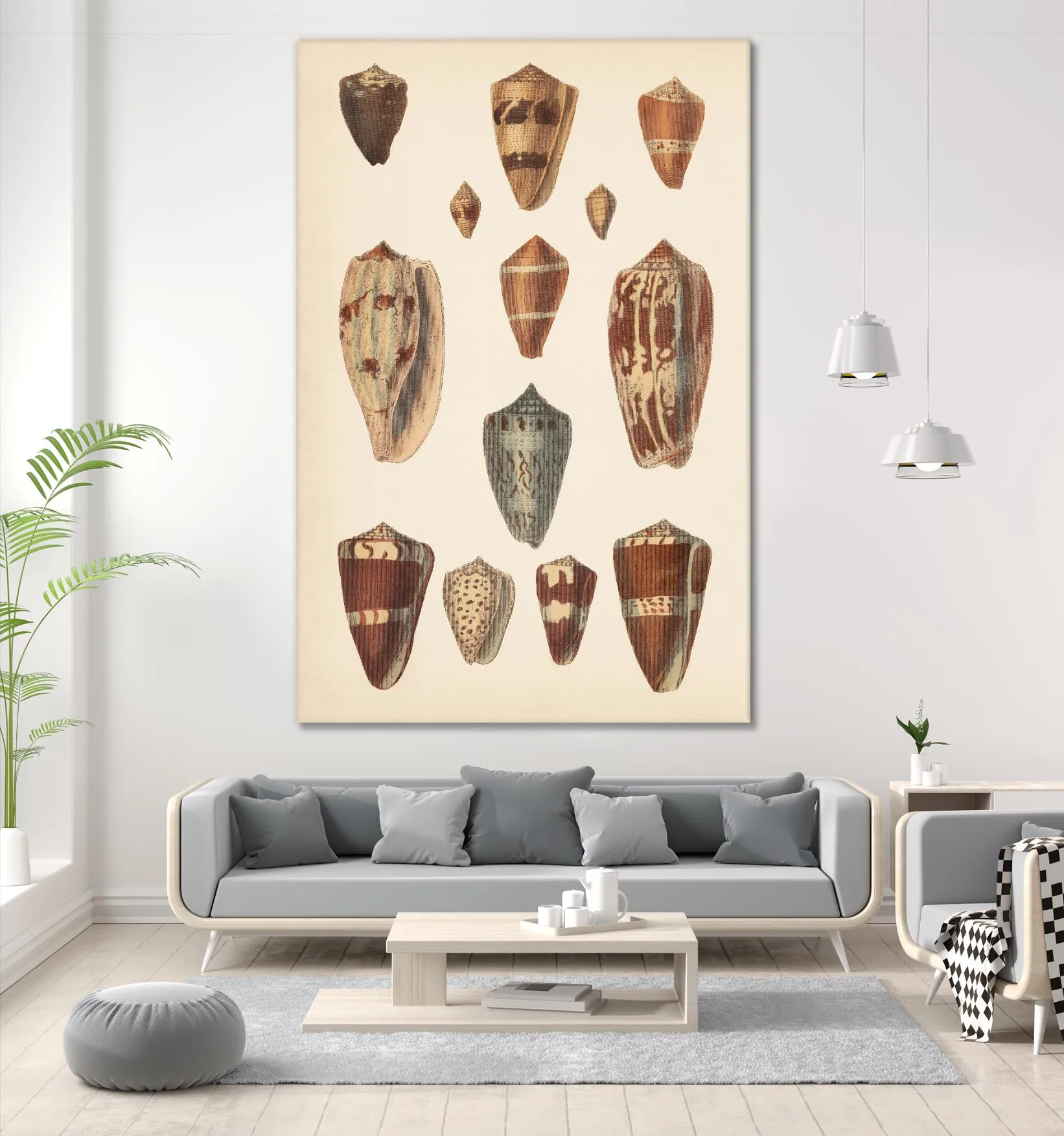 Antique Cone Shells II