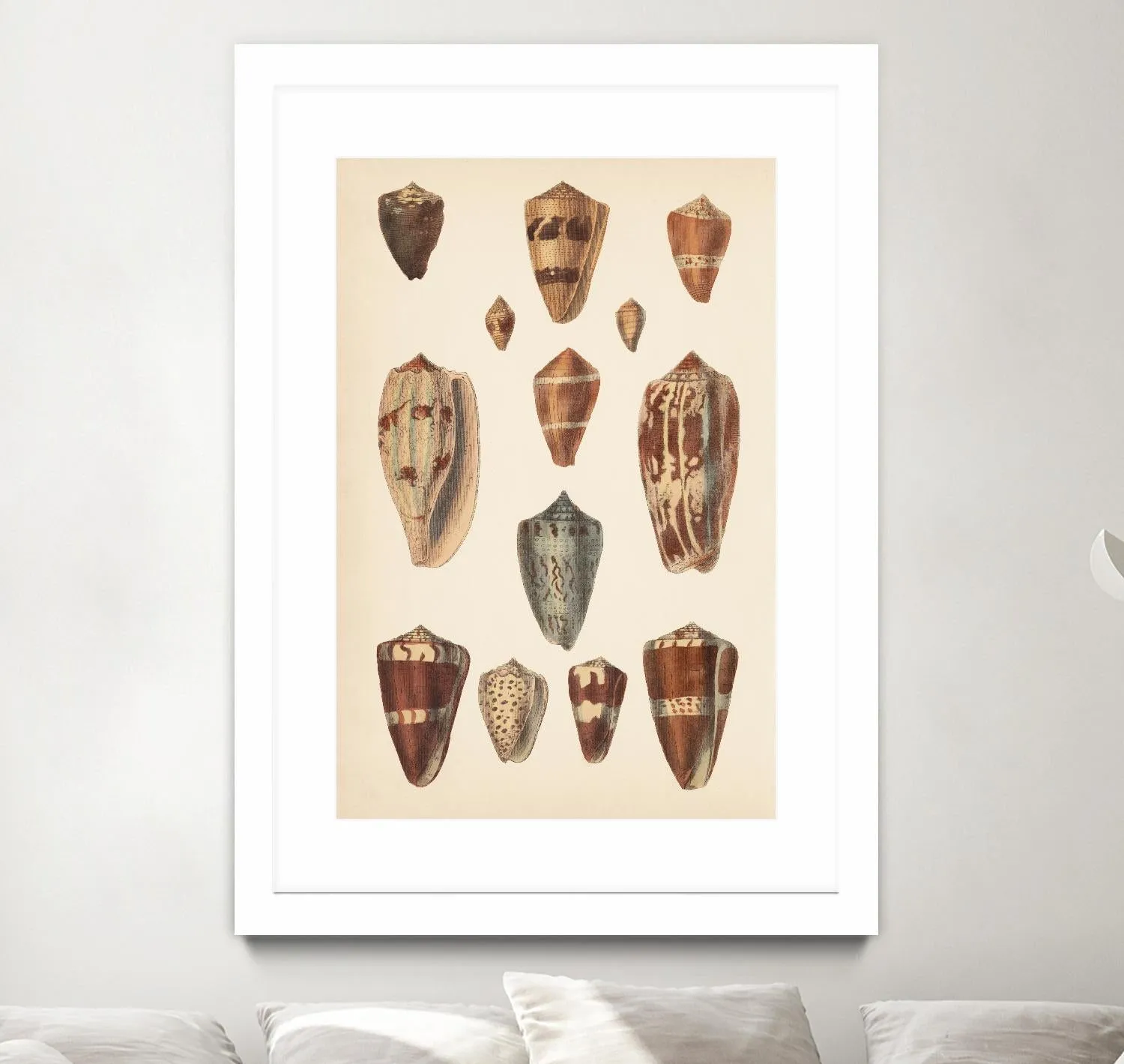 Antique Cone Shells II