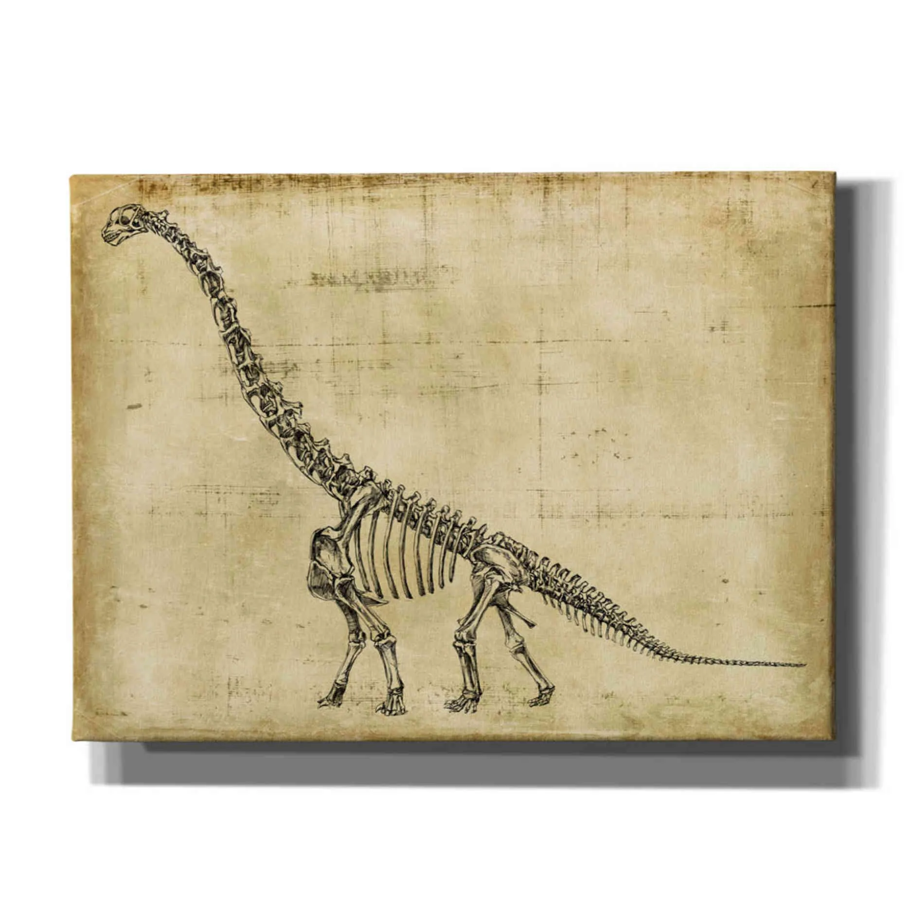 "Brachiosaurus Study" by Ethan Harper, Canvas Wall Art